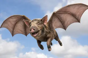 Pigusus final in flight